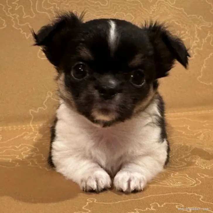 ID：2308-05997の子犬