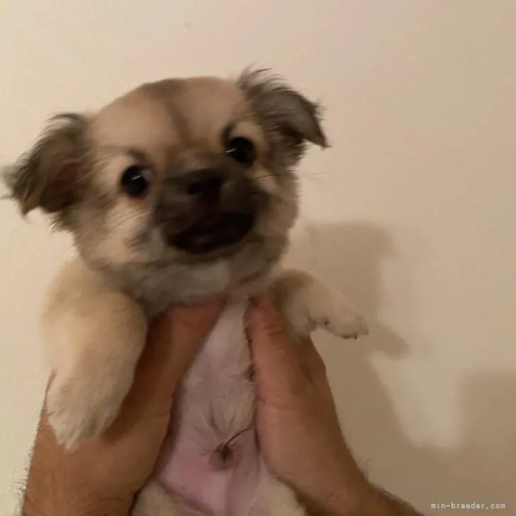 ID：2206-00706の子犬