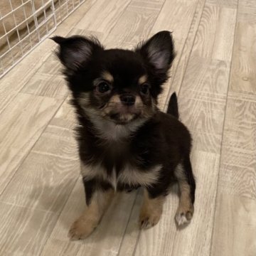 チワワ(ロング)【福岡県・男の子・2022年12月20日・ブラックタン&ホワイト】の写真「元気いっぱい人懐こい可愛い子です」