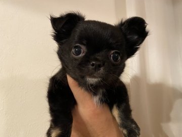 チワワ(ロング)【福岡県・男の子・2022年2月3日・ブラックタン&ホワイト】の写真「つぶらな瞳のベビーフェイスよく食べ元気いっぱいです」