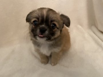 チワワ(ロング)【福岡県・男の子・2022年4月14日・レッド&ホワイト】の写真「可愛いお顔がチャームポイント♡」