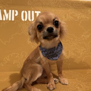 チワワ(ロング)【福岡県・男の子・2023年12月31日・レッド】の写真「穏やか気質で優しいおめめとても可愛い子ですよ♡」