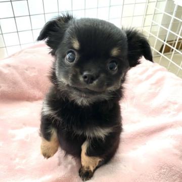 チワワ(ロング)【福岡県・女の子・2022年9月26日・ブラックタン】の写真「おかおがとっても可愛くて懐っこくて甘えん坊♡」