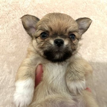 チワワ(ロング)【福岡県・女の子・2023年4月1日・レッド】の写真「キュートで愛らしい女の子です♡」