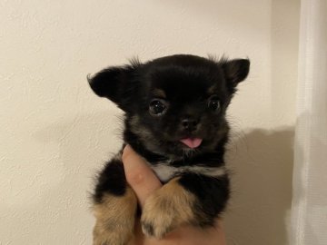 チワワ(ロング)【福岡県・男の子・2022年2月3日・ブラックタン&ホワイト】の写真「可愛らしいベビーフェイスの男の子」