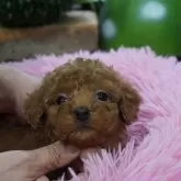 ミックス(トイプードル×ミックス)【京都府・女の子・2025年10月7日・レッド】の写真3