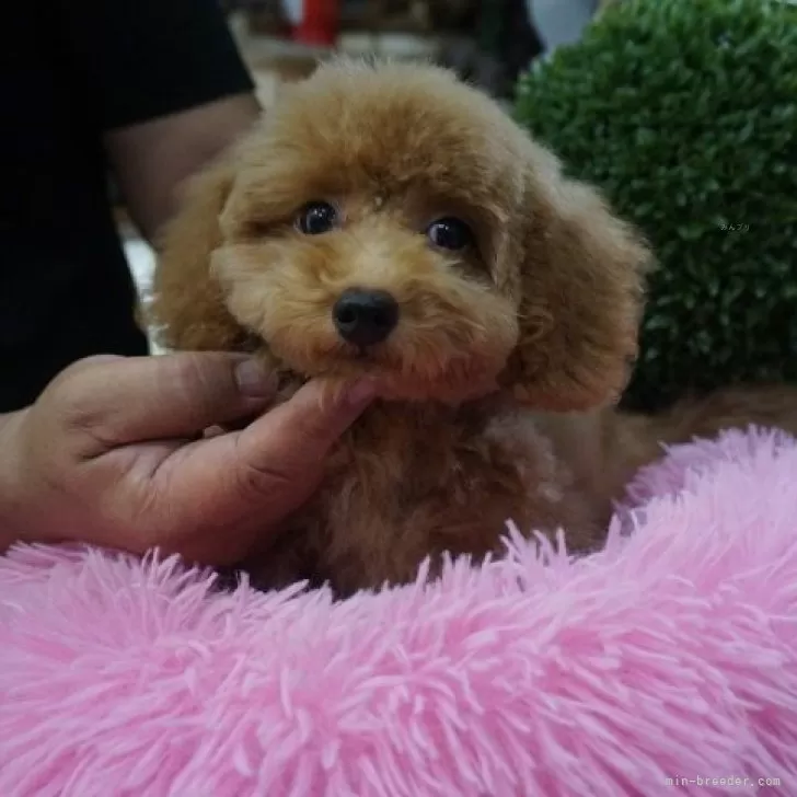 ID：2405-03850の子犬