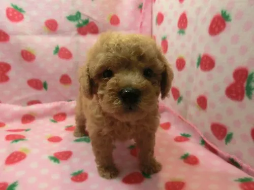 ID：1206-00472の子犬