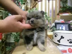 ポメラニアン【京都府・女の子・2013年4月13日・ブルーマール】の写真1「５月２１日撮影しました。」