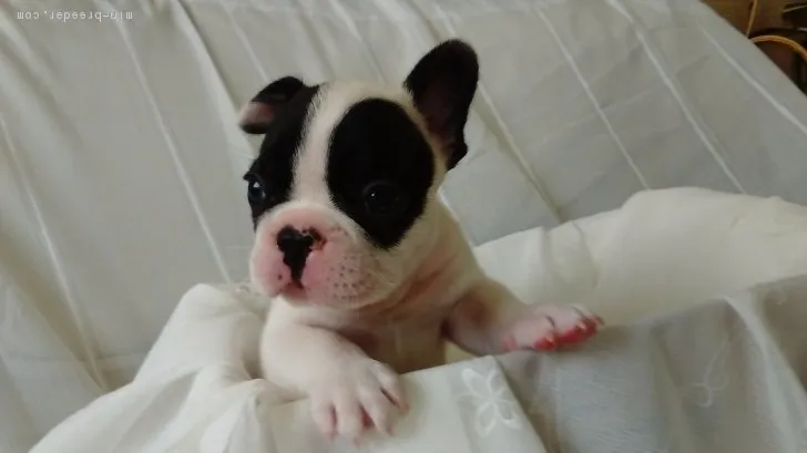 ID：1709-01682の子犬