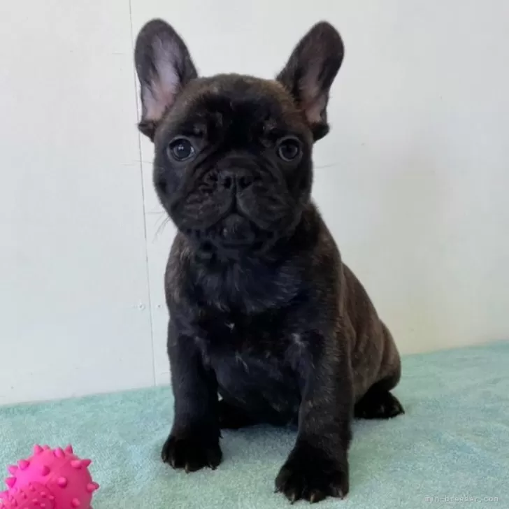 ID：2402-00352の子犬