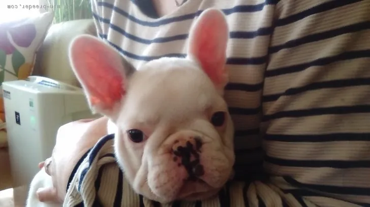 ID：1703-01025の子犬