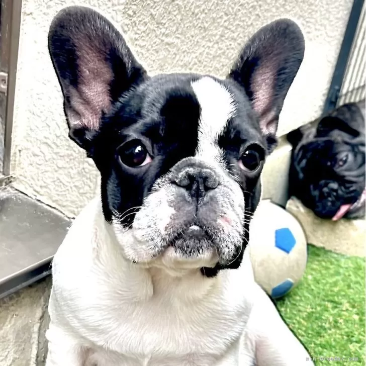 ID：2403-06379の子犬