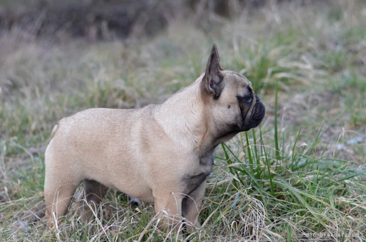 フレンチブルドッグ【・女の子・2022年5月14日・FAWN】