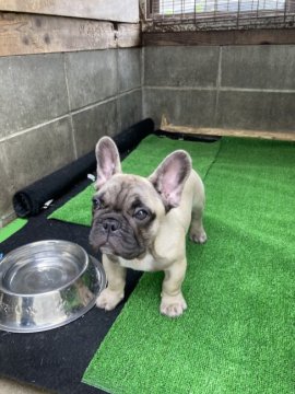 フレンチブルドッグ【三重県・男の子・2021年3月8日・フォーン】の写真「父、DMクリアです。社交性も抜群です！」