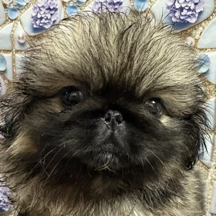 ID:2505-03788の子犬