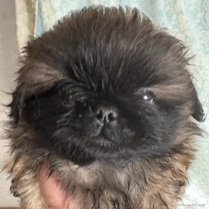 ID：2411-03478の子犬
