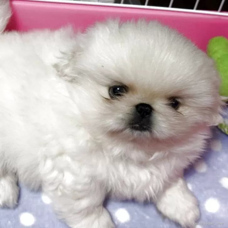 ID:2502-06193の子犬