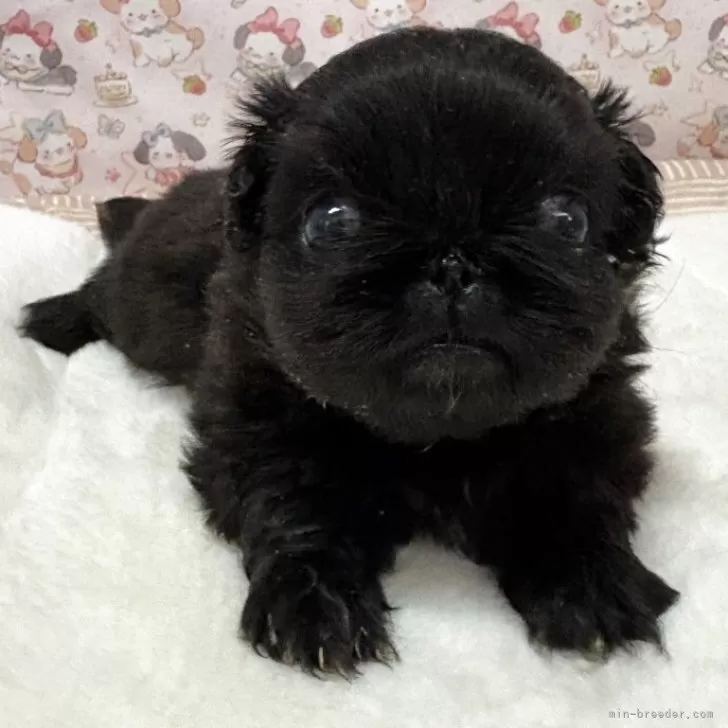 ID：2509-06476の子犬