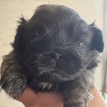 ペキニーズ【三重県・男の子・2025年10月23日・フォーン・ブラックマスク】の写真「のんびり成長中🩵」