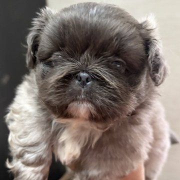 ペキニーズ【三重県・男の子・2025年10月23日・グレー&ホワイト】の写真「綺麗な色です🩵」