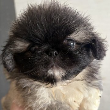 ペキニーズ【三重県・女の子・2025年9月17日・フォーン・ブラックマスク】の写真「オモチャみたいな子です😆」