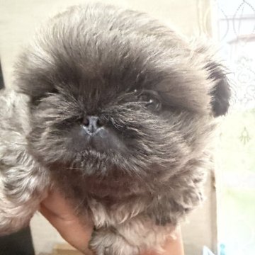 ペキニーズ【三重県・女の子・2025年10月23日・グレー】の写真「単一色です！」