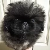 ペキニーズ