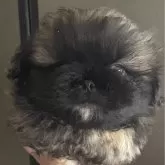 ペキニーズ