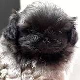 ペキニーズ【三重県・男の子・2025年10月23日・フォーン・ブラックマスク】の写真2