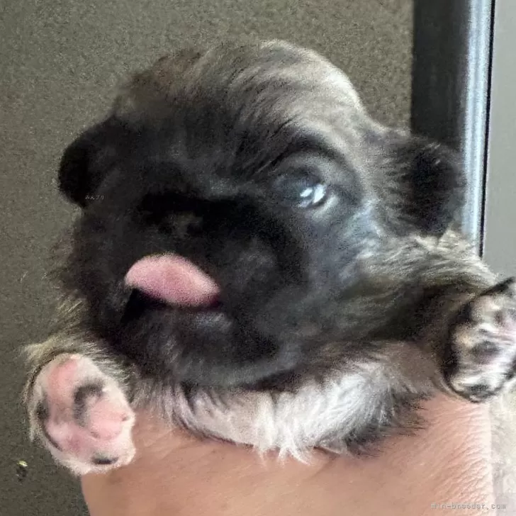 ID：2403-06021の子犬