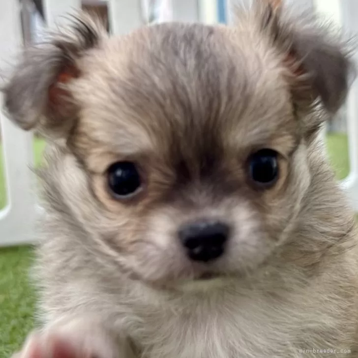 T.M 様のお迎えした子犬