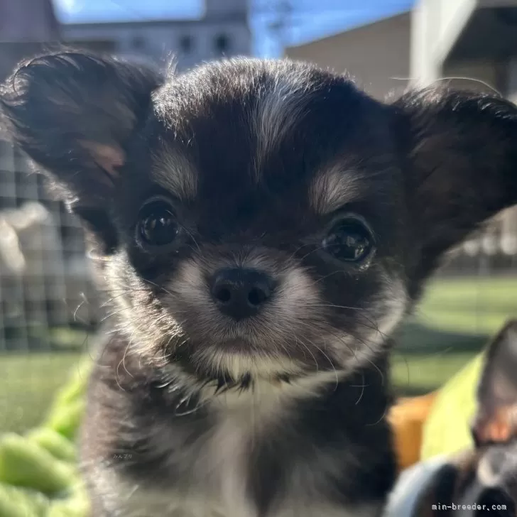 ID:2502-04383の子犬