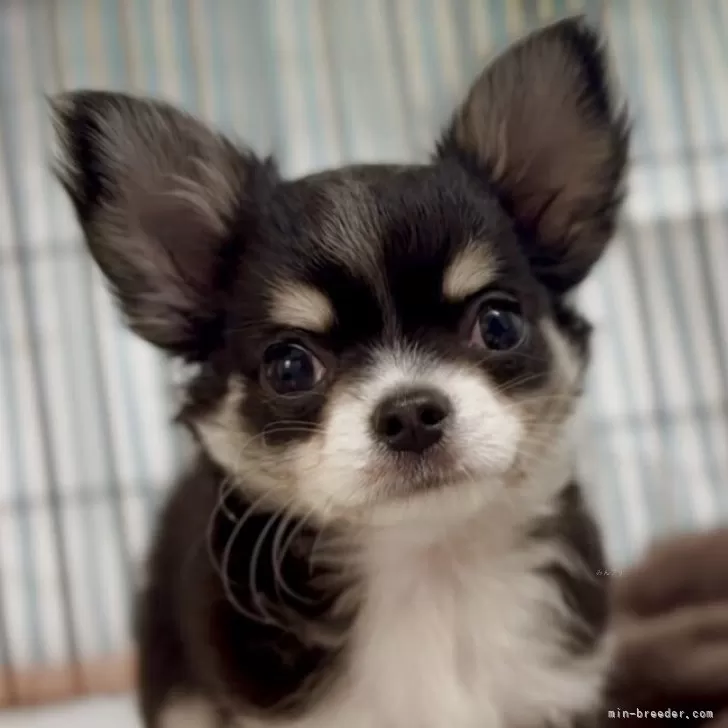 K.H 様のお迎えした子犬