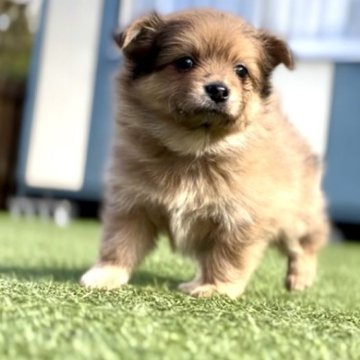 ポメチワ(チワワ×ポメラニアン)【静岡県・女の子・2025年9月29日・チョコレートマール】の写真「もふもふ✨」