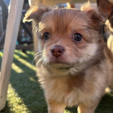 ポメチワ(チワワ×ポメラニアン)【静岡県・女の子・2025年9月29日・チョコレートマール】の写真「もふもふコロコロ✨」