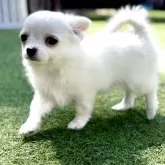 チワワ(ロング)