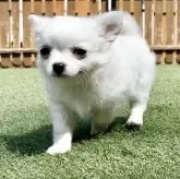 チワワ(ロング)