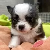 チワワ(ロング)