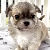 チワワ(ロング)