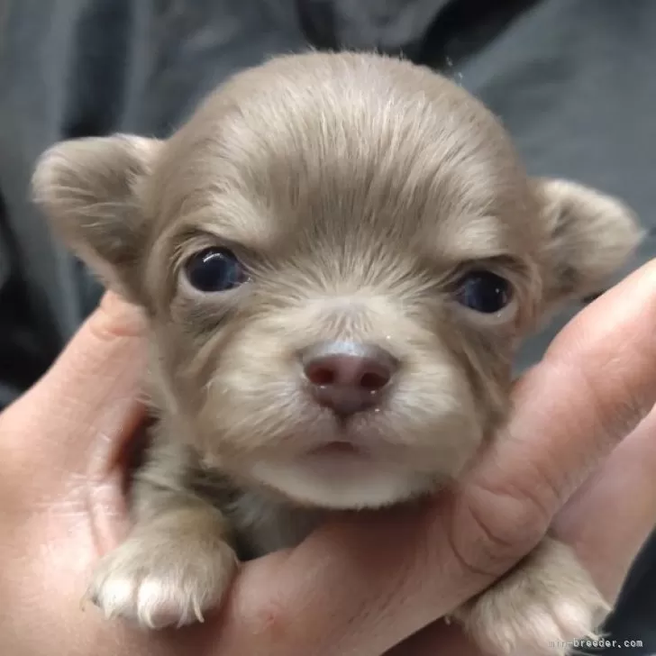 ID：2401-06186の子犬