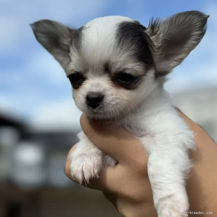 ID：2407-02472の子犬