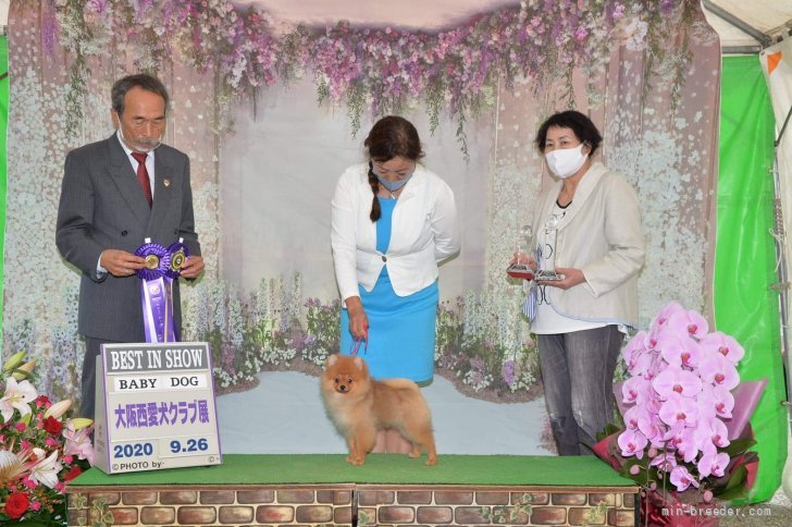 山口　紀江(やまぐち　のりえ)ブリーダー(京都府・ポメラニアン・JKC登録)の紹介写真2