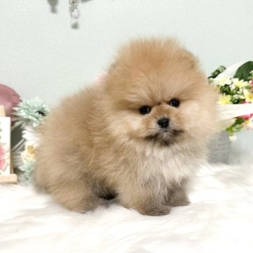 ポメラニアン【京都府・男の子・2024年11月14日・オレンジ】の写真「父親は良血統でJKCチャンピョン‼️」