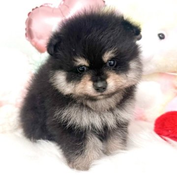 ポメラニアン【京都府・男の子・2025年3月28日・ブラックタン】の写真「とってもキュートな男の子🩷5月25日までの掲載」