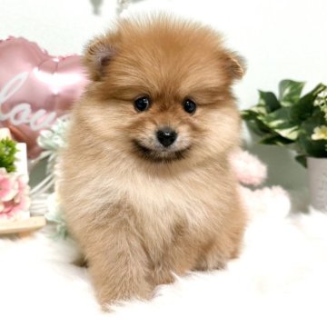 ポメラニアン【京都府・女の子・2024年11月14日・オレンジ】の写真「お父さんは良血統でJKCチャンピョン‼️」