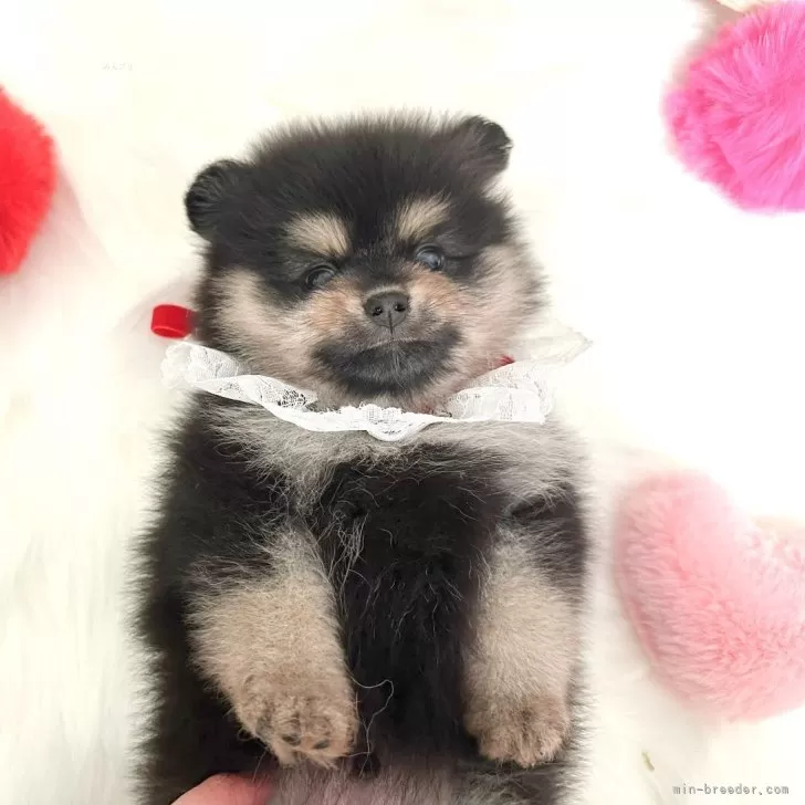 ID：2407-07577の子犬