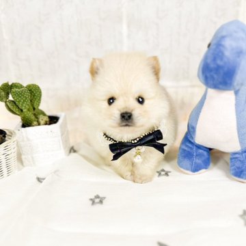 ポメラニアン【京都府・男の子・2023年11月25日・クリーム】の写真「コロコロむちむち可愛い男の子🐶掲載は20日まで」