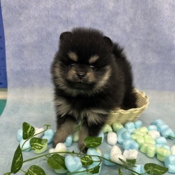 ポメラニアン【京都府・女の子・2023年1月26日・ブラックタン】の写真「コロコロ可愛らしい女の子💕28日までの掲載」