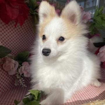 ポメラニアン【京都府・男の子・2022年6月23日・パーティーカラー】の写真「人気なパーティカラーの男の子」